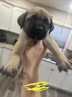 Yellow, a male English Mastiff for sale in Chesterton, IN – Photo 2 of 3