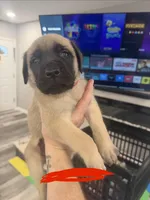 Red, a male English Mastiff for sale in Chesterton, IN – Photo 1 of 2