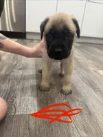 Red, a male English Mastiff for sale in Chesterton, IN – Photo 2 of 2