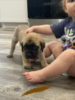 Brown, a male English Mastiff for sale in Chesterton, IN – Photo 3 of 3