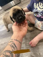 Brown, a male English Mastiff for sale in Chesterton, IN – Photo 2 of 3