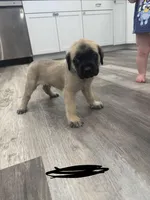 Black, a male English Mastiff for sale in Chesterton, IN – Photo 1 of 2