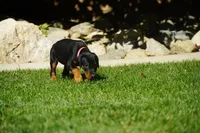 Pink Collar , a female Doberman Pinscher for sale in Los Angeles, CA – 2 of 9