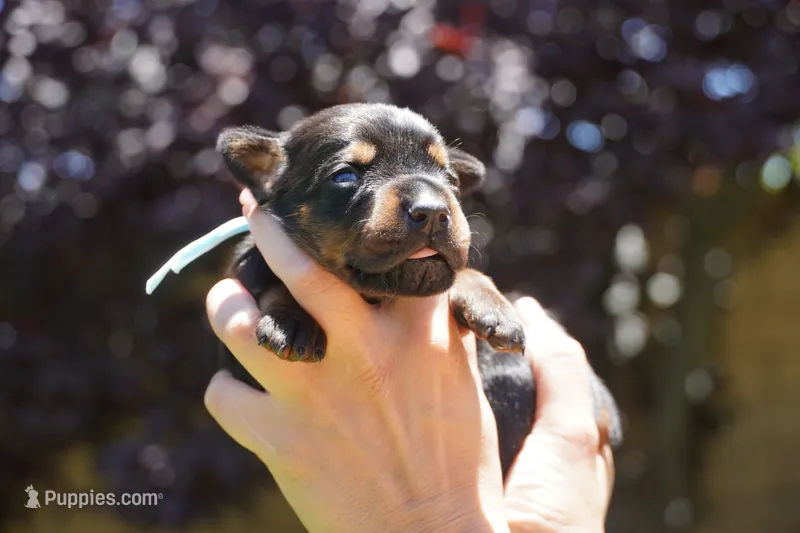 LIght Blue Collar – Doberman Pinscher puppy for sale in Los Angeles, CA