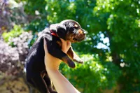 Red Collar , a male Doberman Pinscher for sale in Los Angeles, CA – 4 of 6