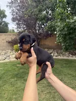 Brown Collar , a female Doberman Pinscher for sale in Los Angeles, CA – 5 of 5