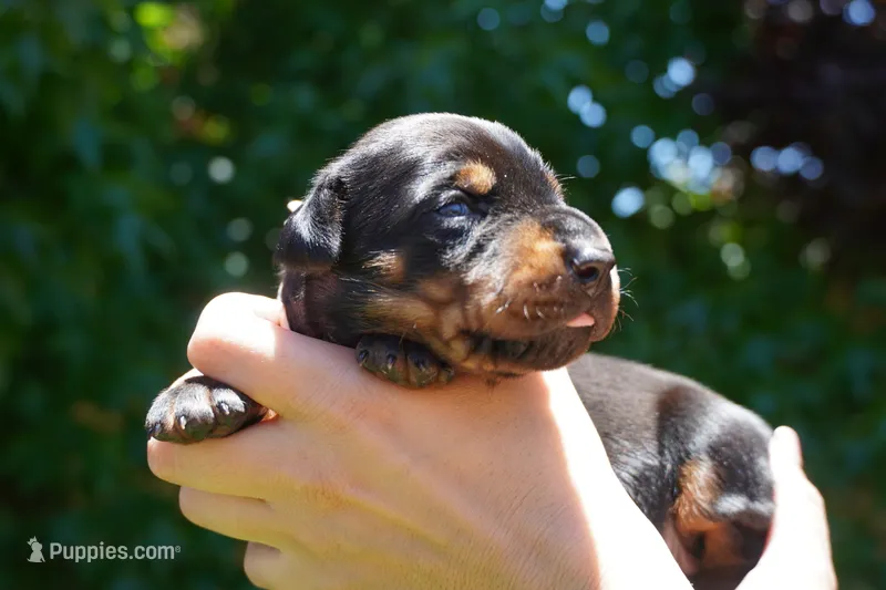 Pink Collar  – Doberman Pinscher puppy for sale in Los Angeles, CA