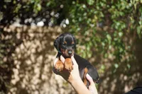 LIght Blue Collar, a female Doberman Pinscher for sale in Los Angeles, CA – 3 of 10