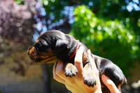 Red Collar , a male Doberman Pinscher for sale in Los Angeles, CA – 5 of 6
