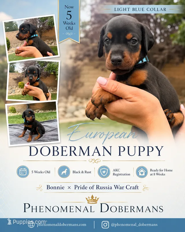 LIght Blue Collar – Doberman Pinscher puppy for sale in Los Angeles, CA