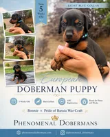 LIght Blue Collar, a female Doberman Pinscher for sale in Los Angeles, CA – 4 of 10
