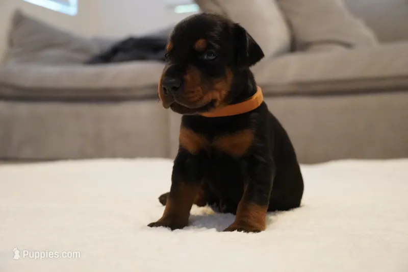 Brown Collar  – Doberman Pinscher puppy for sale in Los Angeles, CA