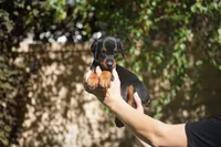 LIght Blue Collar, a female Doberman Pinscher for sale in Los Angeles, CA – 1 of 10