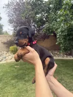 Pink Collar , a female Doberman Pinscher for sale in Los Angeles, CA – 6 of 9