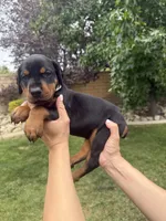 Brown Collar , a female Doberman Pinscher for sale in Los Angeles, CA – 4 of 5