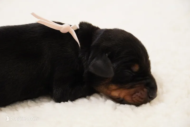 Pink Collar  – Doberman Pinscher puppy for sale in Los Angeles, CA