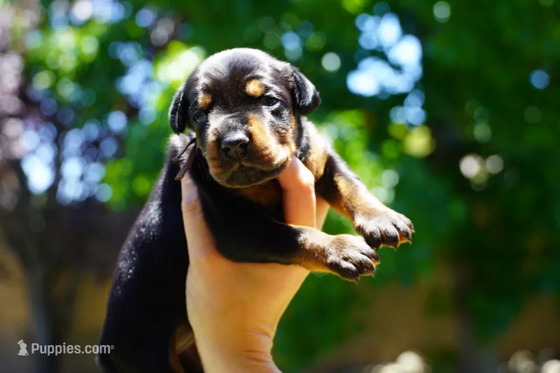 Brown Collar  – Doberman Pinscher puppy for sale in Los Angeles, CA