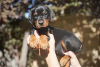 Brown Collar , a female Doberman Pinscher for sale in Los Angeles, CA – 1 of 9