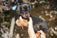 Brown Collar , a female Doberman Pinscher for sale in Los Angeles, CA – 9 of 9