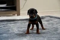 LIght Blue Collar, a female Doberman Pinscher for sale in Los Angeles, CA – 7 of 10