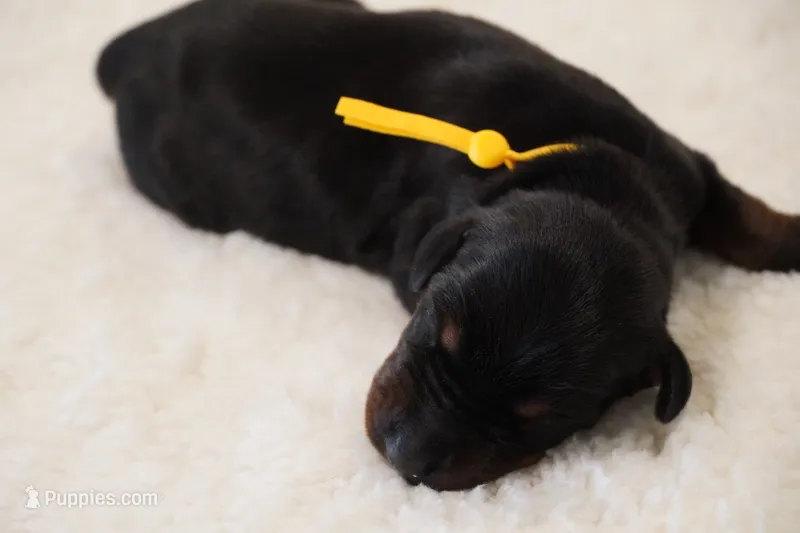 Yellow Collar  – Doberman Pinscher puppy for sale in Los Angeles, CA