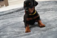 Yellow Collar , a female Doberman Pinscher for sale in Los Angeles, CA – 8 of 10