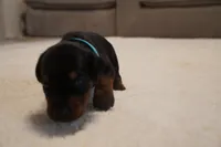 LIght Blue Collar, a female Doberman Pinscher for sale in Los Angeles, CA – 8 of 10