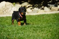 Pink Collar , a female Doberman Pinscher for sale in Los Angeles, CA – 1 of 9