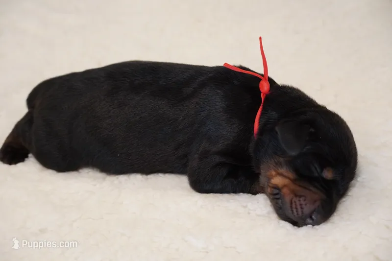 Red Collar  – Doberman Pinscher puppy for sale in Los Angeles, CA