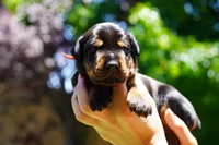 Red Collar , a male Doberman Pinscher for sale in Los Angeles, CA – 3 of 6