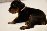 Pink Collar , a female Doberman Pinscher for sale in Los Angeles, CA – 7 of 9