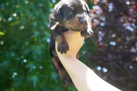 Pink Collar , a female Doberman Pinscher for sale in Los Angeles, CA – 8 of 9