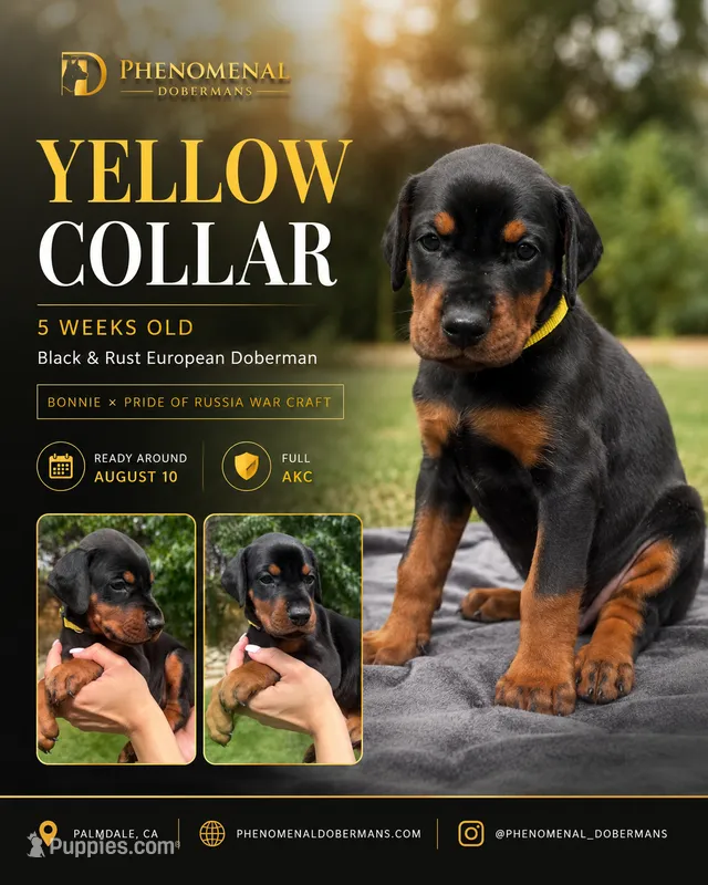 Yellow Collar  – Doberman Pinscher puppy for sale in Los Angeles, CA