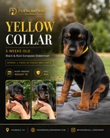 Yellow Collar , a female Doberman Pinscher for sale in Los Angeles, CA – 5 of 10