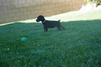 LIght Blue Collar, a female Doberman Pinscher for sale in Los Angeles, CA – 2 of 10