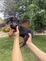 Brown Collar , a female Doberman Pinscher for sale in Los Angeles, CA – 3 of 5