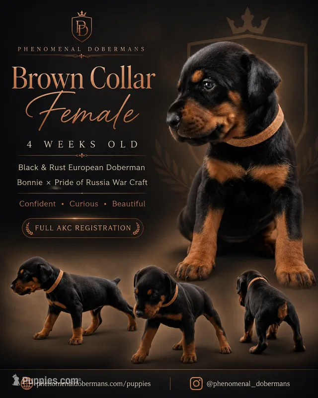 Brown Collar  – Doberman Pinscher puppy for sale in Los Angeles, CA