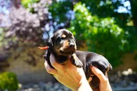 Red Collar , a male Doberman Pinscher for sale in Los Angeles, CA – 2 of 6