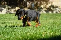 Yellow Collar , a female Doberman Pinscher for sale in Los Angeles, CA – 3 of 10