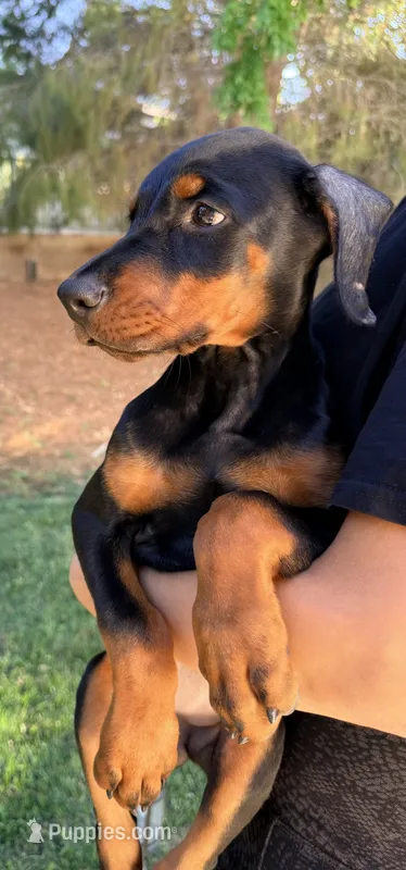 LIght Blue Collar – Doberman Pinscher puppy for sale in Los Angeles, CA