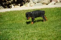 Brown Collar , a female Doberman Pinscher for sale in Los Angeles, CA – 2 of 9