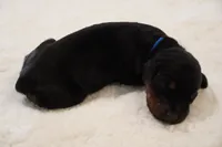 Blue Collar , a male Doberman Pinscher for sale in Los Angeles, CA – 1 of 3