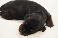 Blue Collar , a male Doberman Pinscher for sale in Los Angeles, CA – 3 of 3