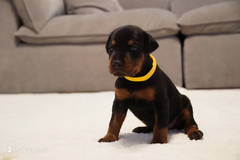 Yellow Collar  – Doberman Pinscher puppy for sale in Los Angeles, CA