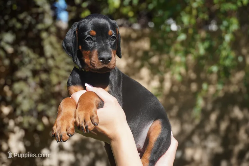 Yellow Collar  – Doberman Pinscher puppy for sale in Los Angeles, CA