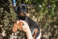 Yellow Collar , a female Doberman Pinscher for sale in Los Angeles, CA – 1 of 10