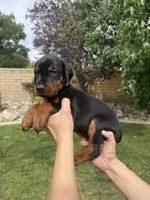 Yellow Collar , a female Doberman Pinscher for sale in Los Angeles, CA – 7 of 10