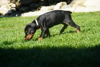 Brown Collar , a female Doberman Pinscher for sale in Los Angeles, CA – 4 of 9