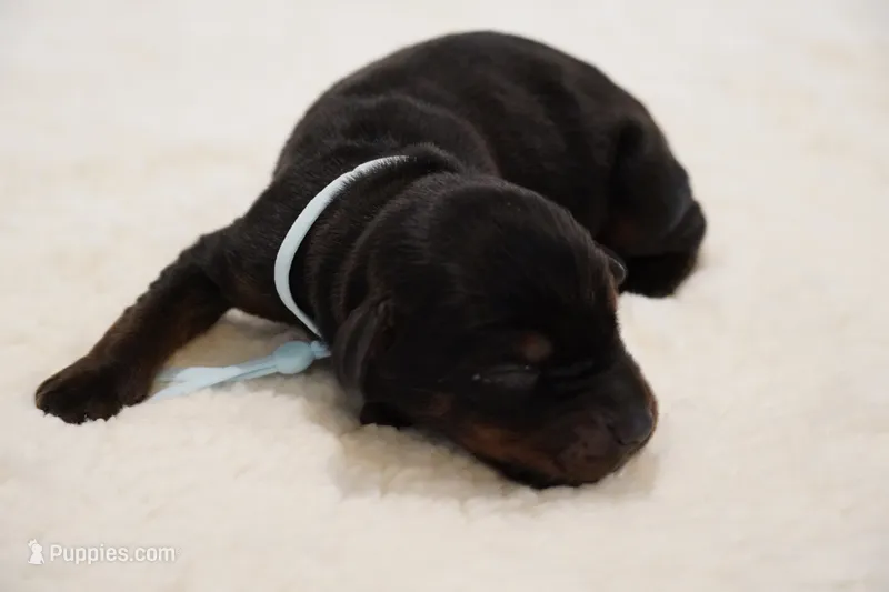 LIght Blue Collar – Doberman Pinscher puppy for sale in Los Angeles, CA