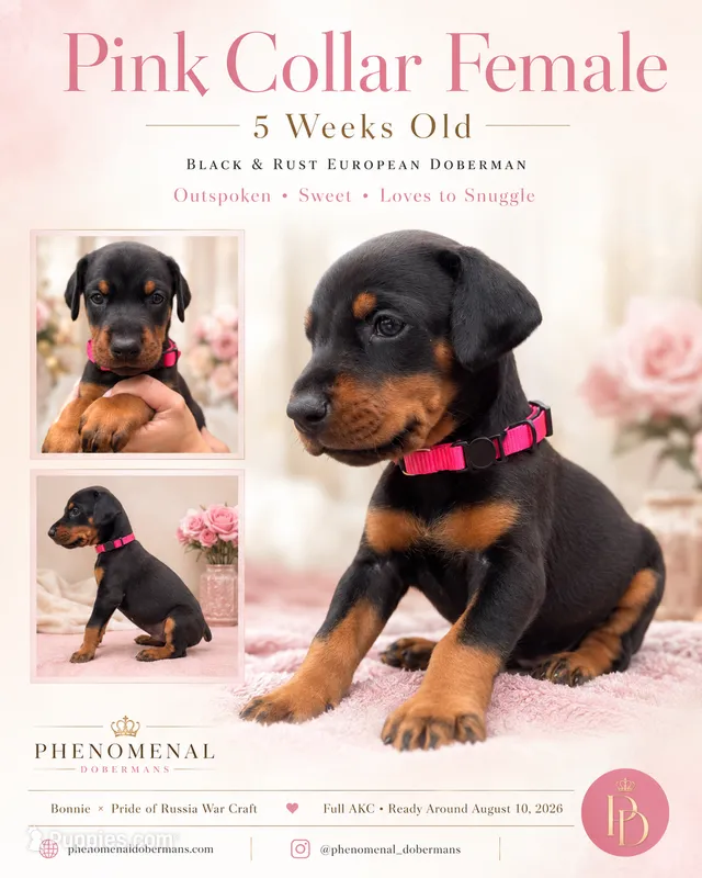 Pink Collar  – Doberman Pinscher puppy for sale in Los Angeles, CA
